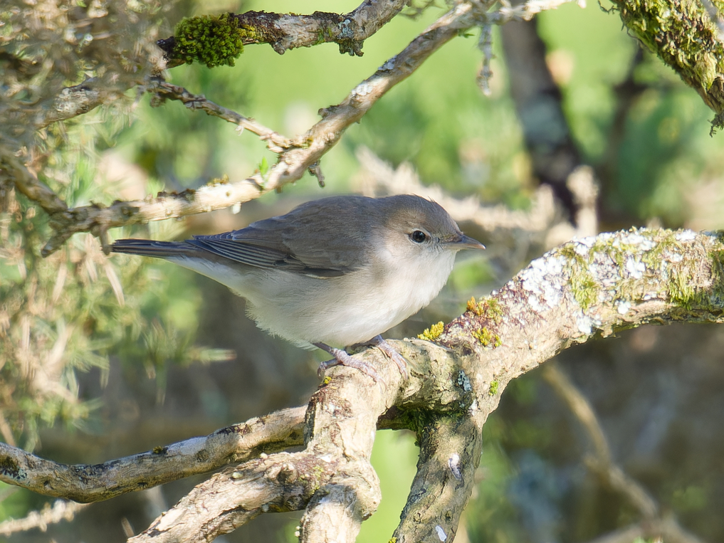 Photo of Garden Warbler